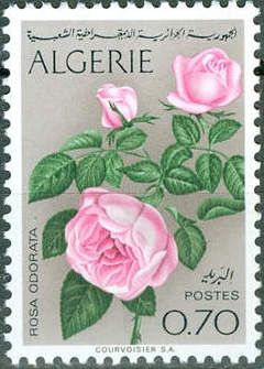 Rose (Rosa odorata)