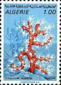 Red Coral (Corallium rubrum)