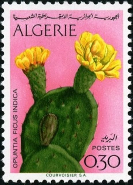 Opuntia ficus-indica