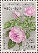Rose (Rosa odorata)