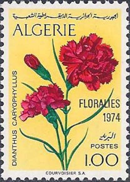 Carnation (Dianthus caryophyllus)