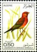 Red-billed Firefinch (Lagonosticta senegala senegala)