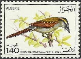 Black-crowned Tchagra (Tchagra senegala cucullata)