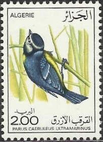 African Blue Tit (Parus caeruleus ultramarinus)
