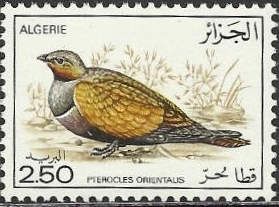 Black-bellied Sandgrouse (Pterocles orientalis)
