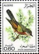 Tristram's Warbler (Sylvia deserticola)