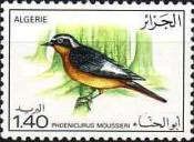 Moussier's Redstart (Phoenicurus moussieri)