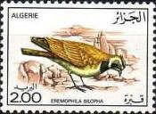 Temminck's Lark (Eremophila bilopha)