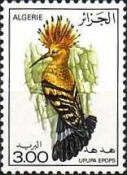 Eurasian Hoopoe (Upupa epops)