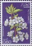 Cherry (Cerasus avium)