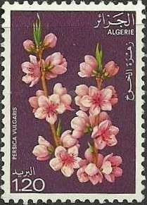 Peach (Persica vulgaris)
