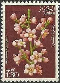 Almond (Amygdalus communis)