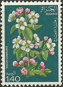 Apple (Malus communis)