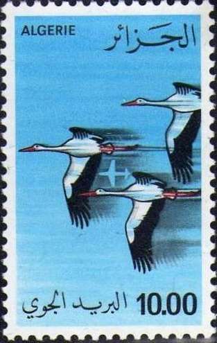 White Stork (Ciconia ciconia)