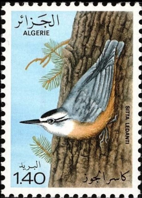 Algerian Nuthatch (Sitta ledanti)