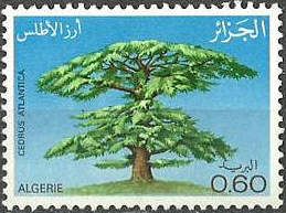 Atlas Cedar (Cedrus atlantica)