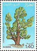 Cupressus dupreziana