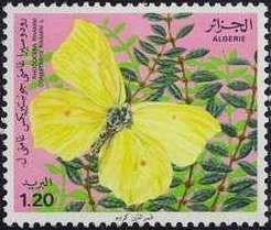 Brimstone (Gonopteryx rhamni)
