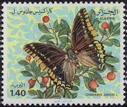 Two-tailed Pasha (Charaxes jasius)