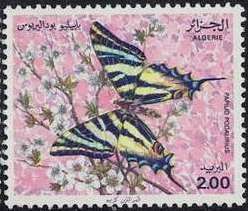 Chinese Scarce Swallowtail (Papilio podalirius)