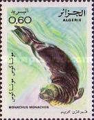 Mediteranean Monk Seal (Monachus monachus)