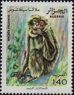 Barbary Macaque (Macaca sylvanus)