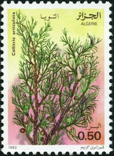 Callitris articulata