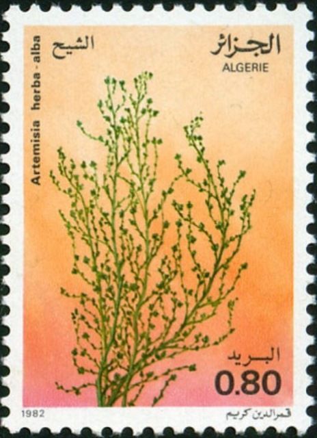 Artemisia herba-alba