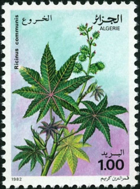 Castrol (Ricinus communis)