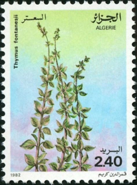 Thymus fontanesii