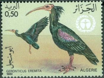 Northern Bald Ibis (Geronticus eremita)