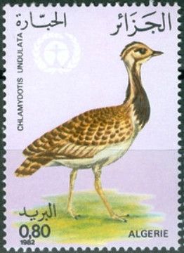 Houbara Bustard (Chlamydotis undulata)