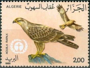Tawny Eagle (Aquila rapax)