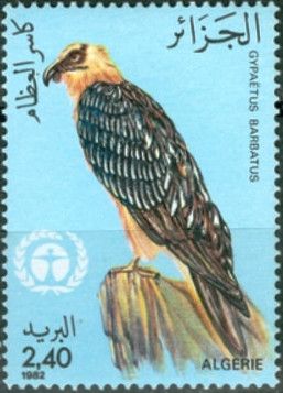 Bearded Vulture (Gypaetus barbatus)
