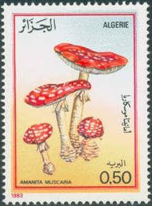 Fly agaric (Amanita muscaria)