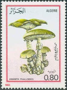 Death cap (Amanita phalloides)