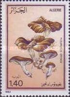 King trumpet mushroom (Pleurotus eryngii)