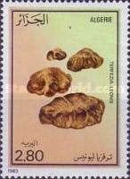 Desert truffle (Terfezia leonis)