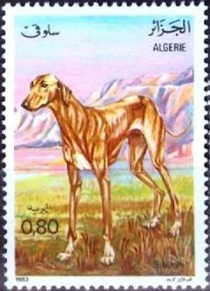 Sloughi, Arabian Greyhound (Canis lupus familiaris)