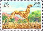 Sloughi, Arabian Greyhound (Canis lupus familiaris)