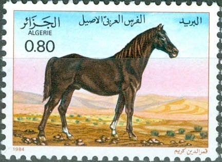 Arabian Thoroughbred (Equus ferus caballus)