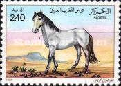 Barb Horse (Equus ferus caballus)
