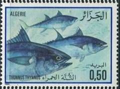 Atlantic Bluefin Thuna (Thunnus thynnus)