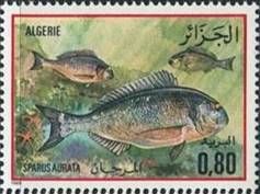 Gilt-head Bream (Sparus aurata)