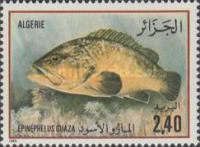 Dusky Grouper (Epinephelus guaza)