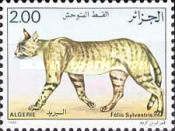 Wildcat (Felis silvestris)