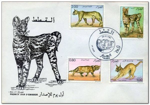 Serval (Leptailurus serval)