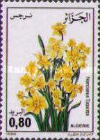 Narcissus (Narcissus tazetta)
