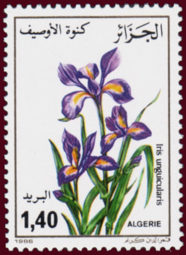 Iris (Iris unguicularis)