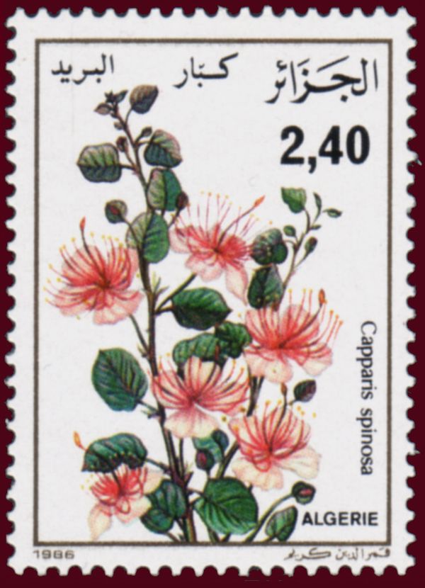 Caper (Capparis spinosa)